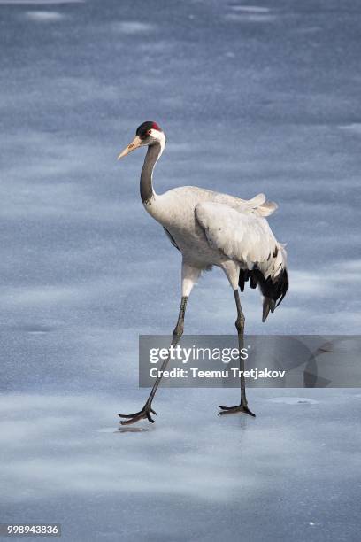 common crane walking on the ice of a frozen water in early spring - teemu tretjakov fotografías e imágenes de stock