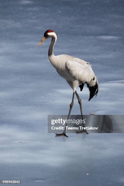 common crane walking on the ice of a frozen water in early spring - teemu tretjakov fotografías e imágenes de stock