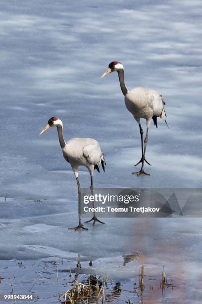 two common cranes walking on the ice of a frozen water in early spring - teemu tretjakov fotografías e imágenes de stock