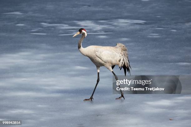 common crane walking on the ice of a frozen water in early spring - teemu tretjakov fotografías e imágenes de stock