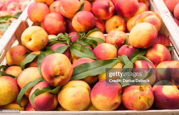 weekly market tuscany - apricot - weekly photos et images de collection