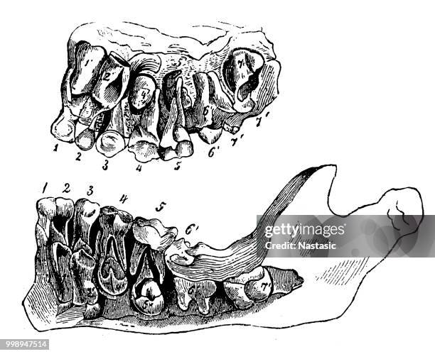 der unterkiefer mit den zähnen - human jaw bone stock-grafiken, -clipart, -cartoons und -symbole