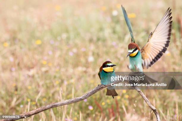 merops apiaster - anillo stock pictures, royalty-free photos & images