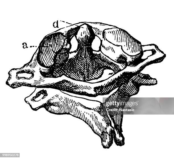 first and second spine vertebra bones - vertebra stock illustrations