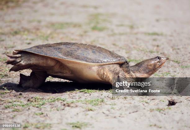 florida softshell turtle - florida softshell turtle stock pictures, royalty-free photos & images