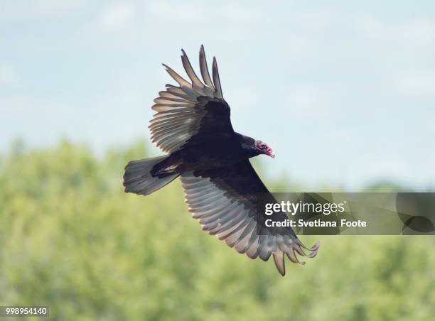 turkey vulture - turkey vulture stock pictures, royalty-free photos & images