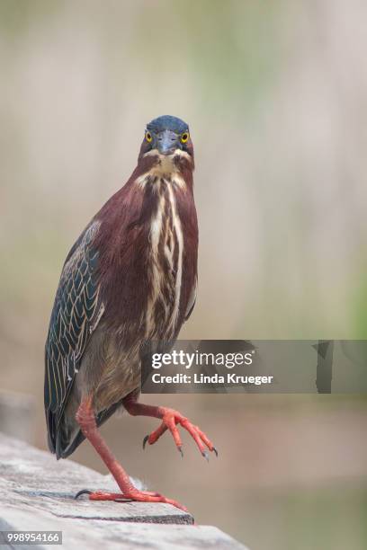 green heron - アメリカササゴイ ストックフォトと画像