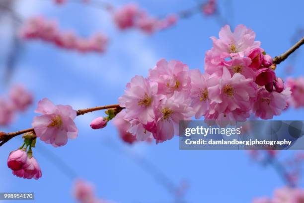 cherry blossoms - 2397 - cherry blossoms foto e immagini stock