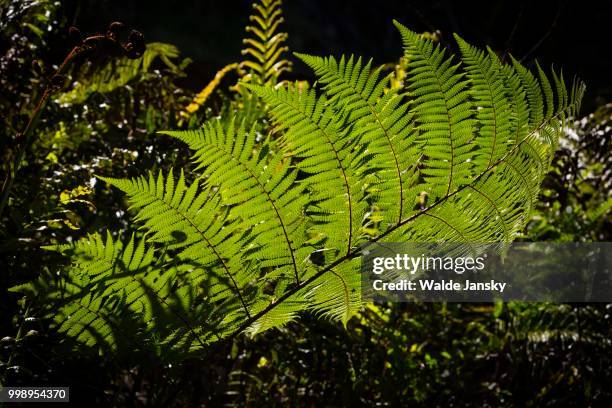 silver fern leaf - silver fern stock pictures, royalty-free photos & images