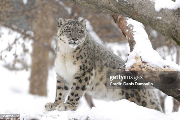 chat sauvage. - snow leopard fotografías e imágenes de stock