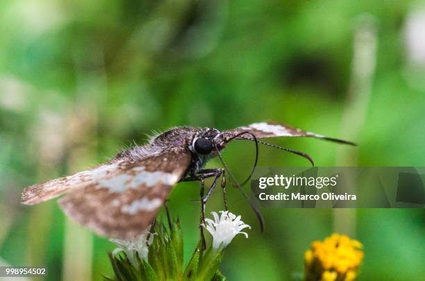 xenophanes - xenophanes stock pictures, royalty-free photos & images