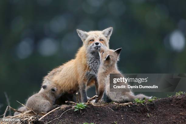 la famille. - fox pup stock pictures, royalty-free photos & images