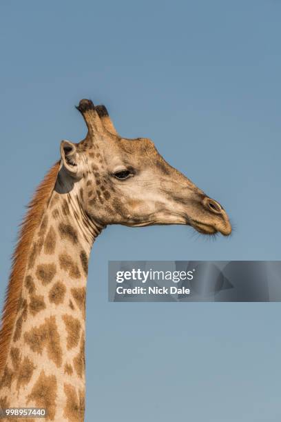 close-up of south african giraffe in profile - south african giraffe stock pictures, royalty-free photos & images