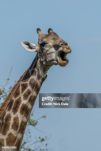 close-up of south african giraffe opening mouth - south african giraffe stock pictures, royalty-free photos & images