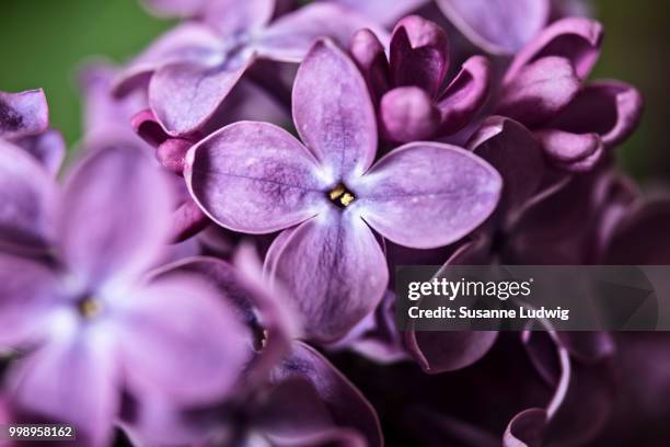 smell it! - susanne ludwig stock pictures, royalty-free photos & images