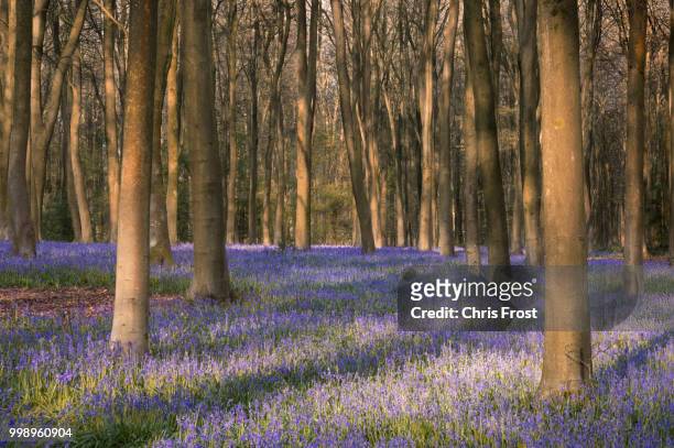 sea of bluebells - bluebell wood bildbanksfoton och bilder
