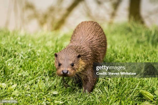 inquisitive otter - river otter fotografías e imágenes de stock