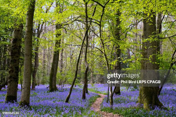 bluebells in staffhurst woods near oxted surrey - ブルーベルウッド ストックフォトと画像