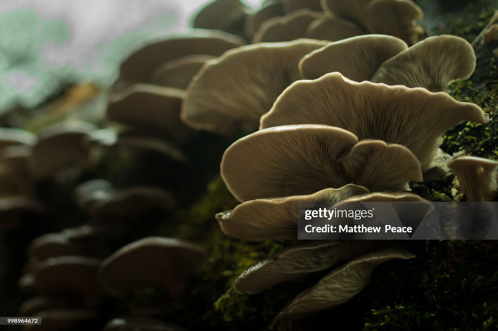 Oyster Mushrooms