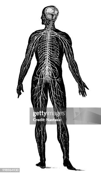 illustrazioni stock, clip art, cartoni animati e icone di tendenza di sistema nervoso - nervous system