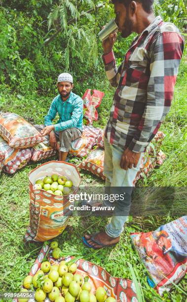 arbeiders plukken en verzamelen van peren uit de boomgaard in solan, himachal pradesh. - aziatische peer stockfoto's en -beelden