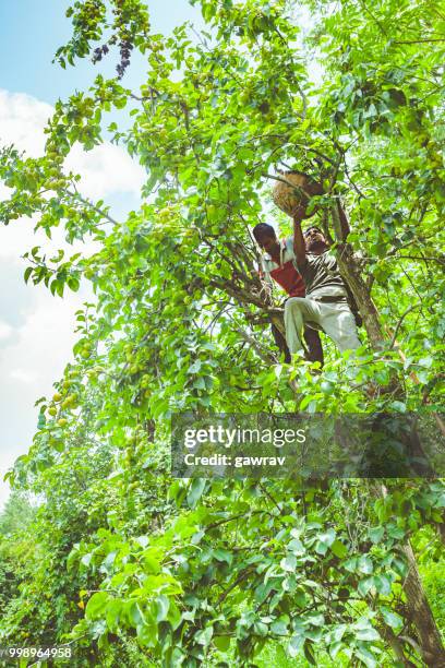 arbeiders plukken en verzamelen van peren uit de boomgaard in solan, himachal pradesh. - aziatische peer stockfoto's en -beelden