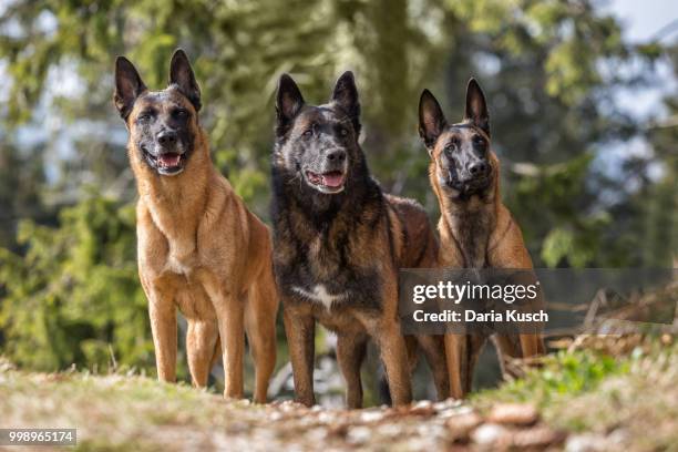 beauty of malinois - belgian malinois 個照片及圖片檔