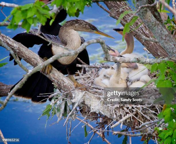 mom arrives back at the nest - anhinga nest stock pictures, royalty-free photos & images