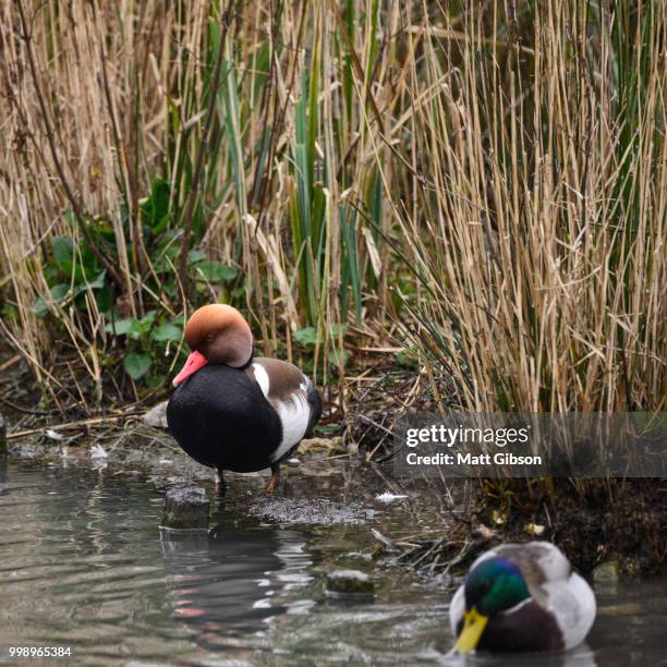 beautiful portrait of red crested pochard duck bird netta rufina - rufina stock pictures, royalty-free photos & images