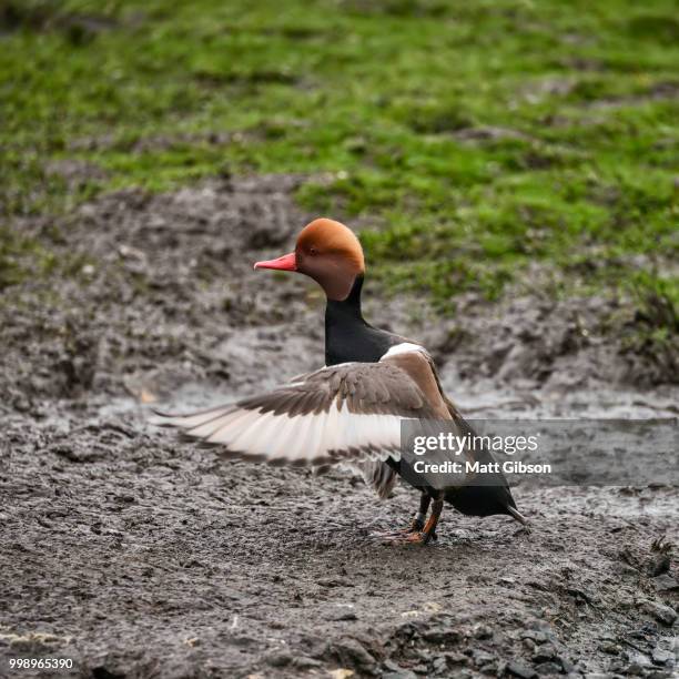 beautiful portrait of red crested pochard duck bird netta rufina - rufina stock pictures, royalty-free photos & images