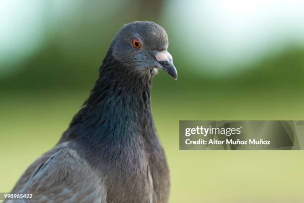 up shot of grey pigeon on blurred green background - columbiformes stock-fotos und bilder