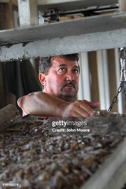 Shrimp retailer Eric Hansen weighs shrimp fresh from the Gulf of Mexico at Chris' Marina on May 18, 2010 in Port Sulfur, Louisiana. Due to the BP oil...