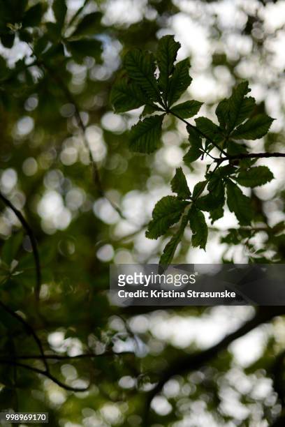 branches with green leaves - kristina strasunske ストックフォトと画像