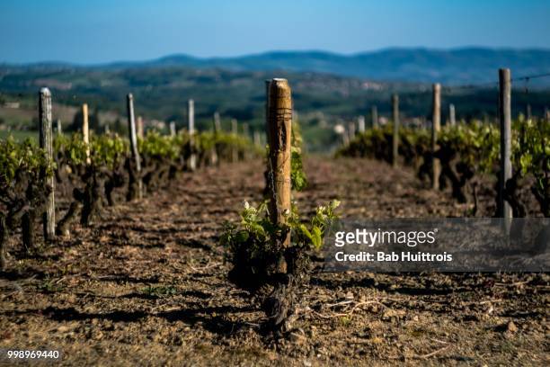 beaujolais - bab stock pictures, royalty-free photos & images