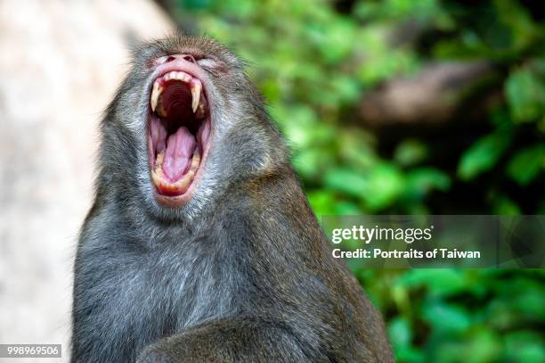 taichung,taiwan - celebes macaque stock pictures, royalty-free photos & images