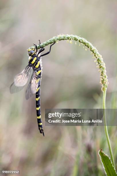 tiger dragonfly - anillo stock pictures, royalty-free photos & images