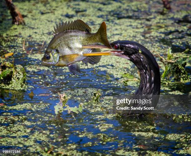 got ya! - got stockfoto's en -beelden