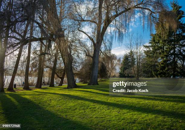 golden hour at green lake - koch stock pictures, royalty-free photos & images