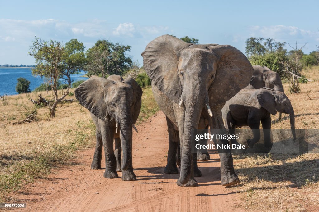 Dirt track blocked by family of elephants
