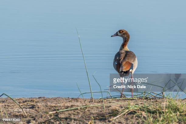 egyptian goose on river bank facing camera - magellangans stock-fotos und bilder