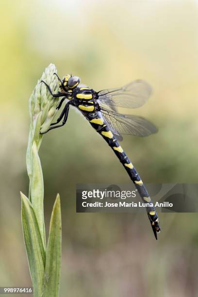 the dragonfly and the orchid - anillo stock pictures, royalty-free photos & images