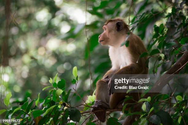 young monkey sitting on a branch - vulnerable species stock pictures, royalty-free photos & images