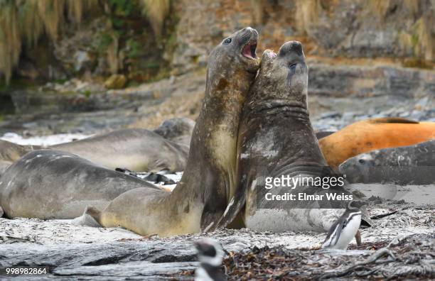 battle of the giants - southern elephant seal stock pictures, royalty-free photos & images