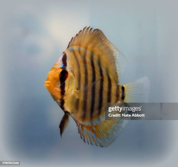 discus fish - ray finned fish stock-fotos und bilder