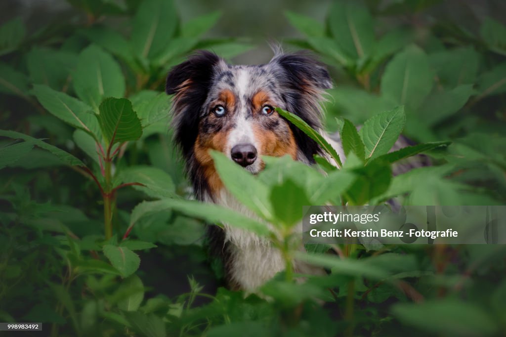 Australian Shepherd