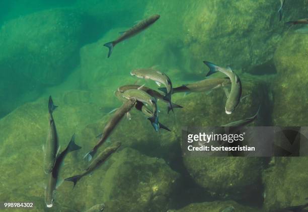 close-up of fish swimming in sea - bortes stock-fotos und bilder