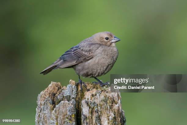 a female brown-headed cowbird - cowbird stock pictures, royalty-free photos & images