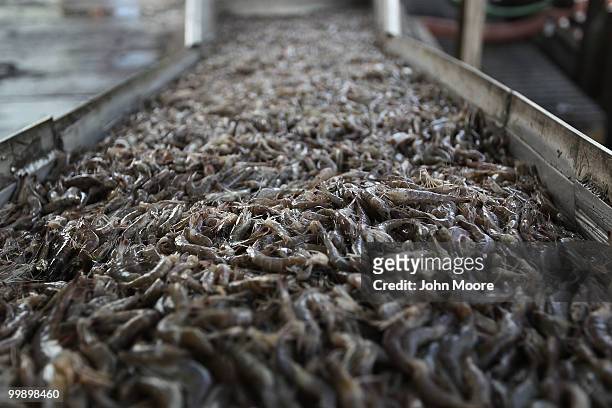 Shrimp fresh from the Gulf of Mexico come up a conveyor to be weighed, iced and shipped from Chris' Marina on May 18, 2010 in Port Sulfur, Louisiana....
