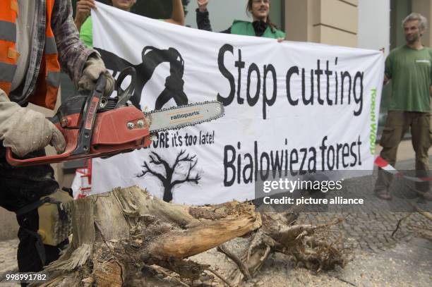 Members of the environmental organisation "Robin Wood" protest with tree trunk peelings and a banner with the text "Stop cutting Bialowieza forest"...