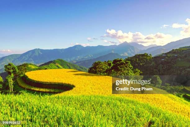 rice terraces with question shape - dung stock pictures, royalty-free photos & images